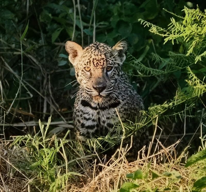 Search for Jaguars in the Pantanal, Brazil Search for Jaguars in the Pantanal, Brazil