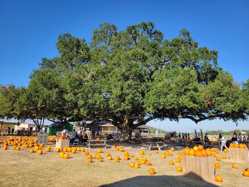 Seasonal Charm From Spring Berries to Fall Pumpkins