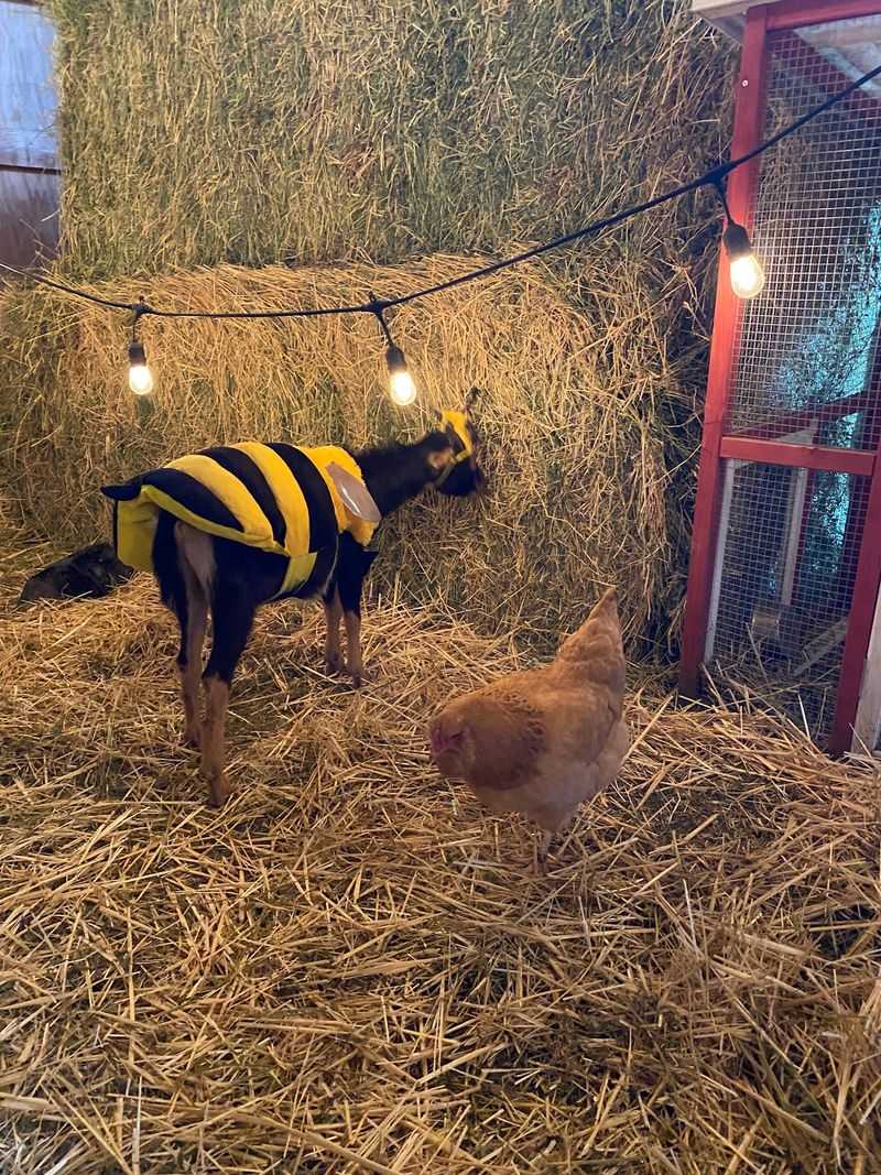 Seasonal Events With the Goats Seasonal Events With the Goats
