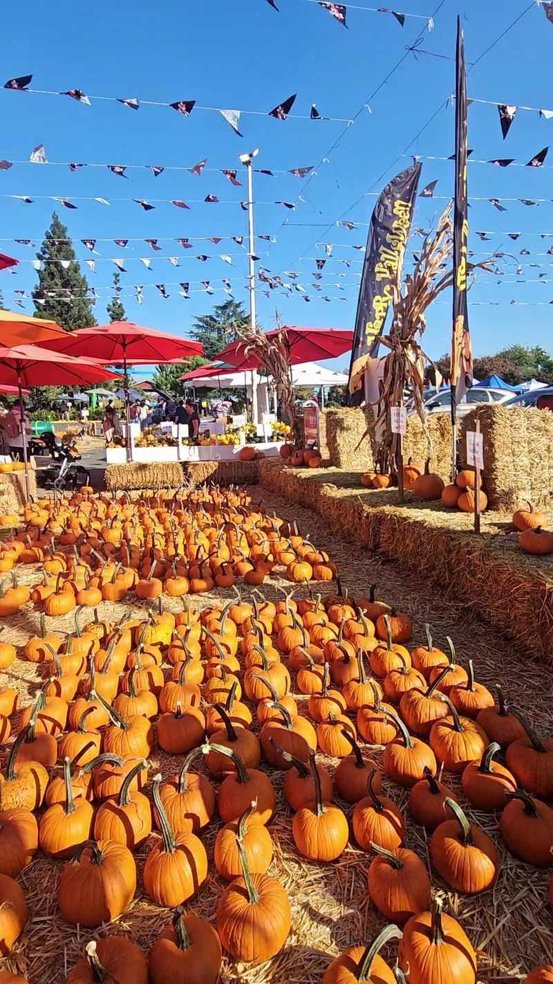 Seasonal Pumpkin Patch and Fall Fun