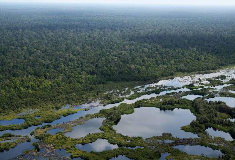 Sebangau National Park, Palangka Raya, Central Kalimantan, Indonesia Sebangau National Park, Palangka Raya, Central Kalimantan, Indonesia
