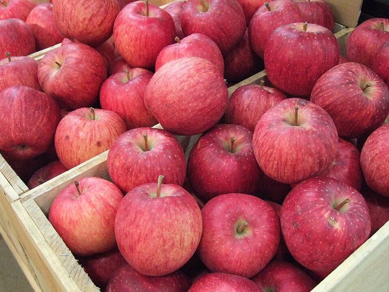Sekai Ichi Apples Sekai Ichi Apples
