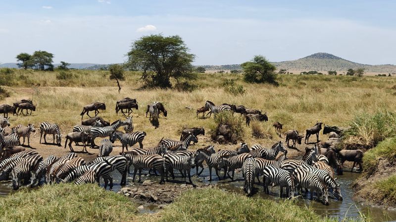 Serengeti National Park, Tanzania