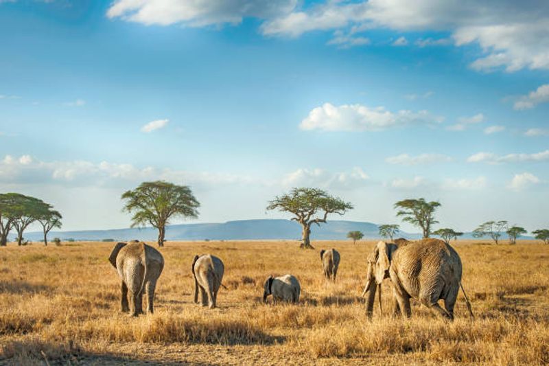Serengeti National Park, Tanzania Serengeti National Park, Tanzania