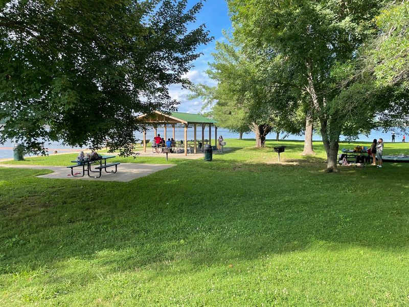 Shade Trees That Save the Afternoon