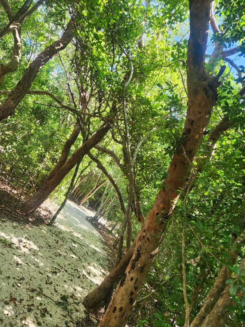 Shaded Trails Under a Leafy Canopy Shaded Trails Under a Leafy Canopy