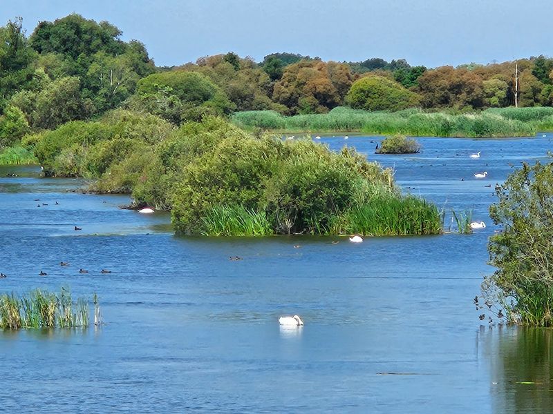 Shapwick Heath, Meare, Somerset, England Shapwick Heath, Meare, Somerset, England