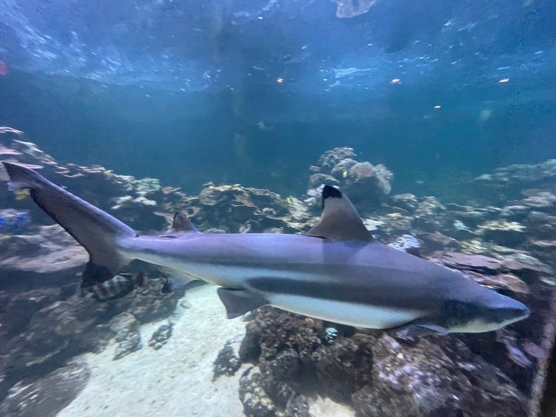 Shark Encounters and Living Sea Exhibits Shark Encounters and Living Sea Exhibits