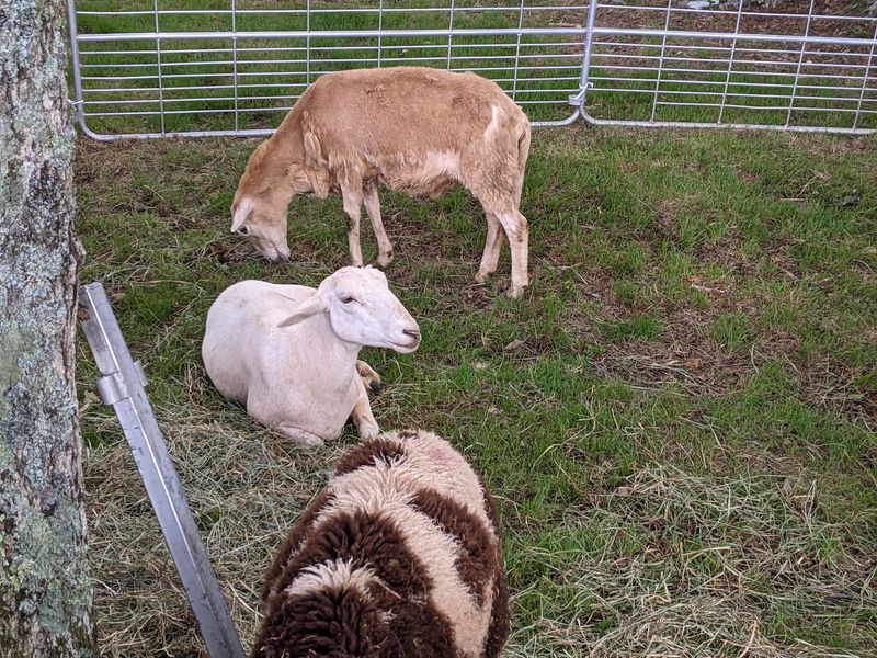 Sheep Herding Demonstrations Sheep Herding Demonstrations