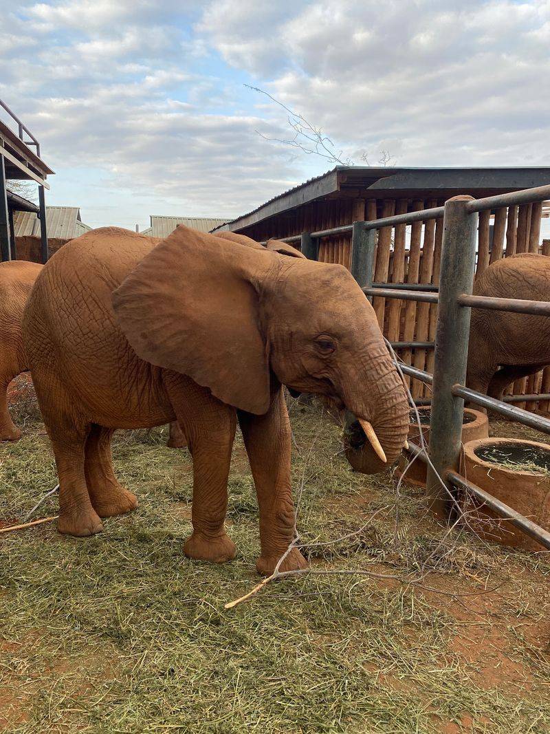 Sheldrick Wildlife Trust Ithumba Reintegration Unit, Tsavo East National Park, Kenya Sheldrick Wildlife Trust Ithumba Reintegration Unit, Tsavo East National Park, Kenya