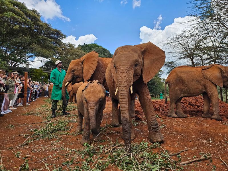 Sheldrick Wildlife Trust Nairobi Nursery, Nairobi, Kenya Sheldrick Wildlife Trust Nairobi Nursery, Nairobi, Kenya