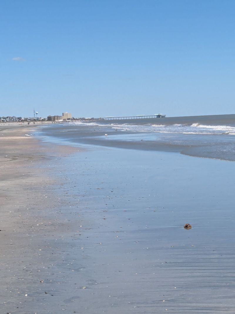 Shell Hunting And Shark Tooth Treasures Shell Hunting And Shark Tooth Treasures