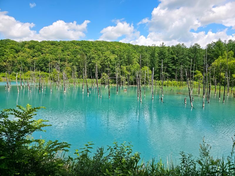 Shirogane Blue Pond, Biei, Hokkaido, Japan Shirogane Blue Pond, Biei, Hokkaido, Japan