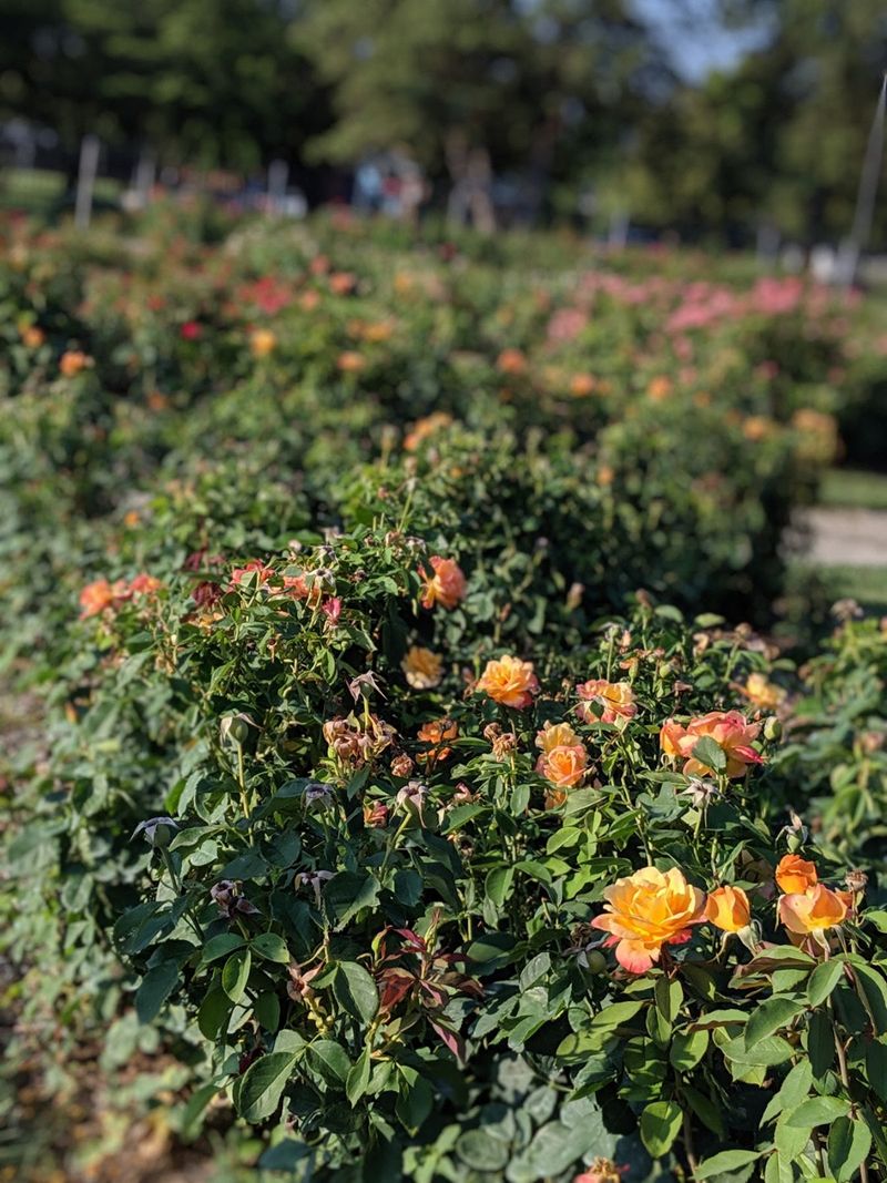 Simple Rules That Keep the Garden Beautiful for Everyone Simple Rules That Keep the Garden Beautiful for Everyone