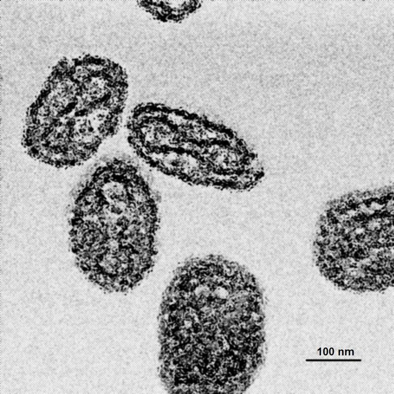 Smallpox Virus Samples at the CDC