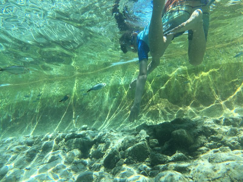 Snorkeling With Fish And Turtles Snorkeling With Fish And Turtles