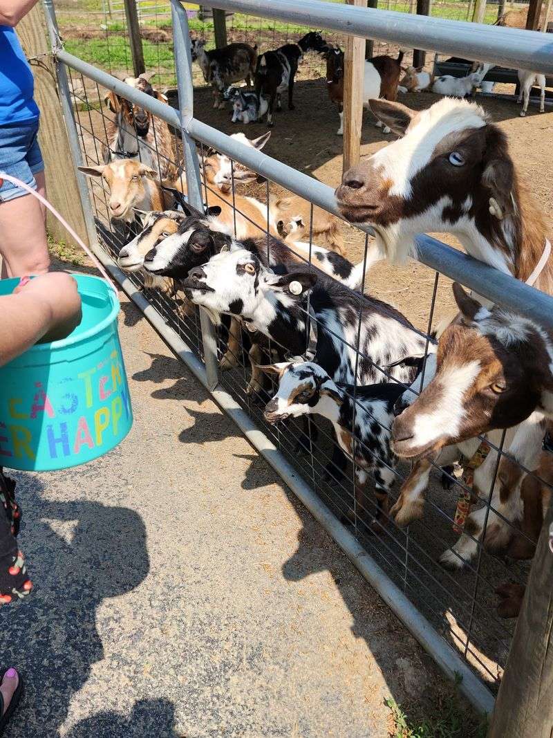 So Many Goats, and Plenty of Personality So Many Goats, and Plenty of Personality