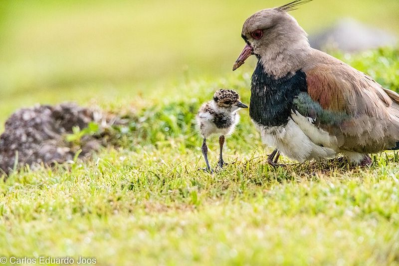 Southern Lapwing - Uruguay
