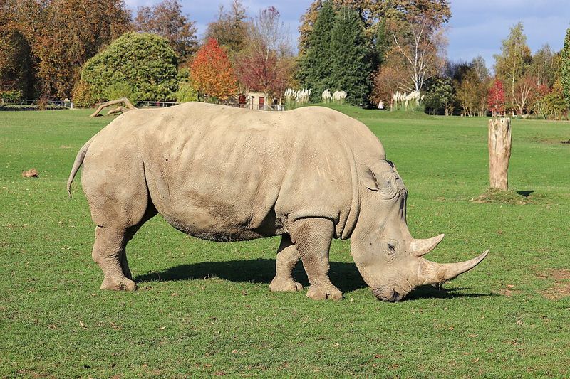Southern White Rhinoceros Southern White Rhinoceros