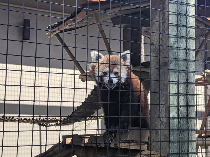 Special Encounters: Red Pandas, Cheetahs, Elephants, and More Special Encounters: Red Pandas, Cheetahs, Elephants, and More