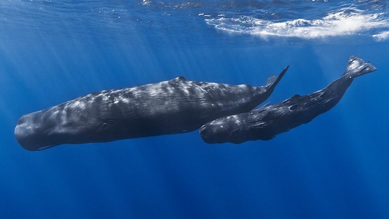 Sperm Whales Sperm Whales