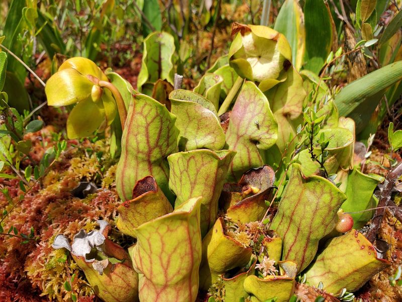 Sphagnum Moss and the Ancient Ground Beneath Your Feet