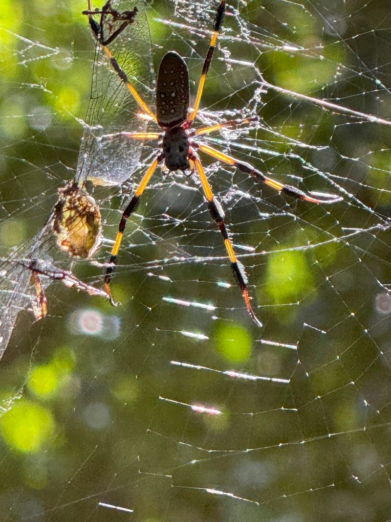 Spiders and the Wild Side of the Hammock Spiders and the Wild Side of the Hammock