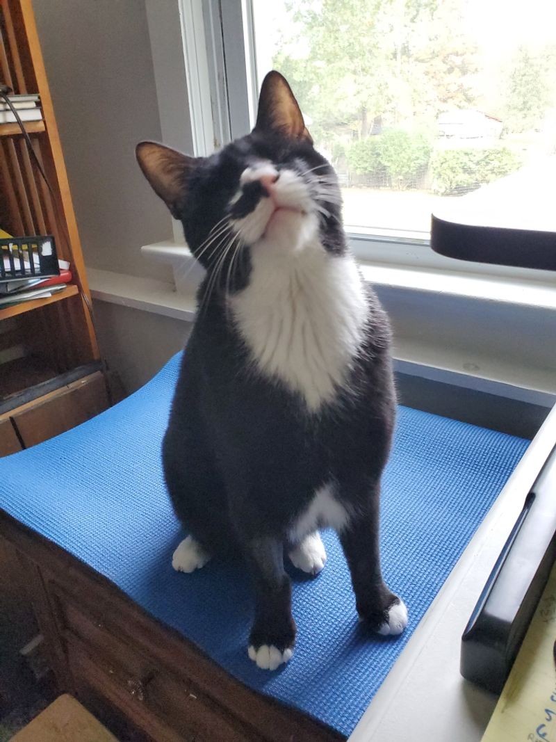 Sponsor a Kitty and Feel the Connection Sponsor a Kitty and Feel the Connection