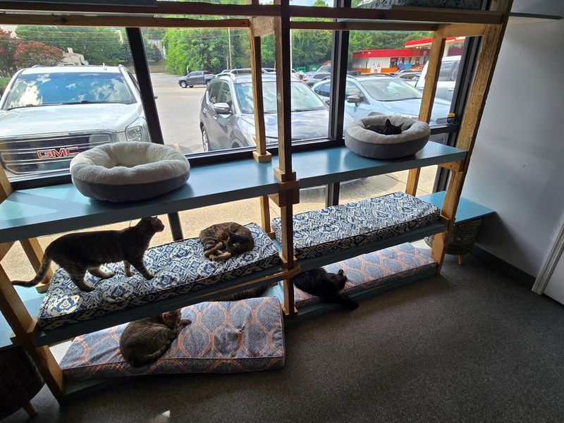 Spotless Rooms Despite All Those Cats Spotless Rooms Despite All Those Cats