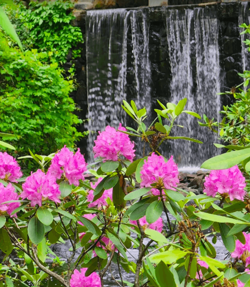 Spring Blooms of Rhododendrons and Azaleas Spring Blooms of Rhododendrons and Azaleas
