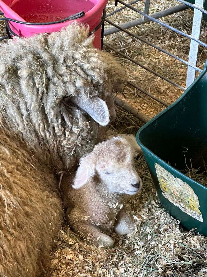 Spring Brings the Baby Animals Spring Brings the Baby Animals