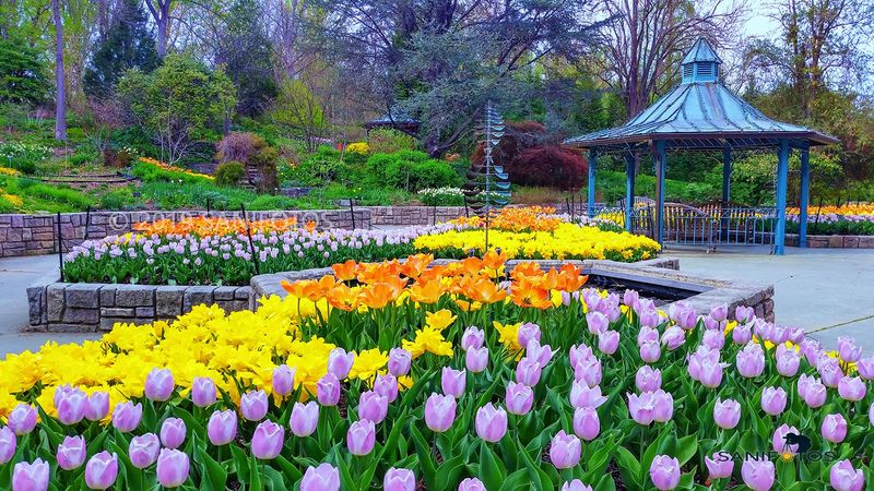 Spring Tulips and Azaleas Worth the Drive Spring Tulips and Azaleas Worth the Drive