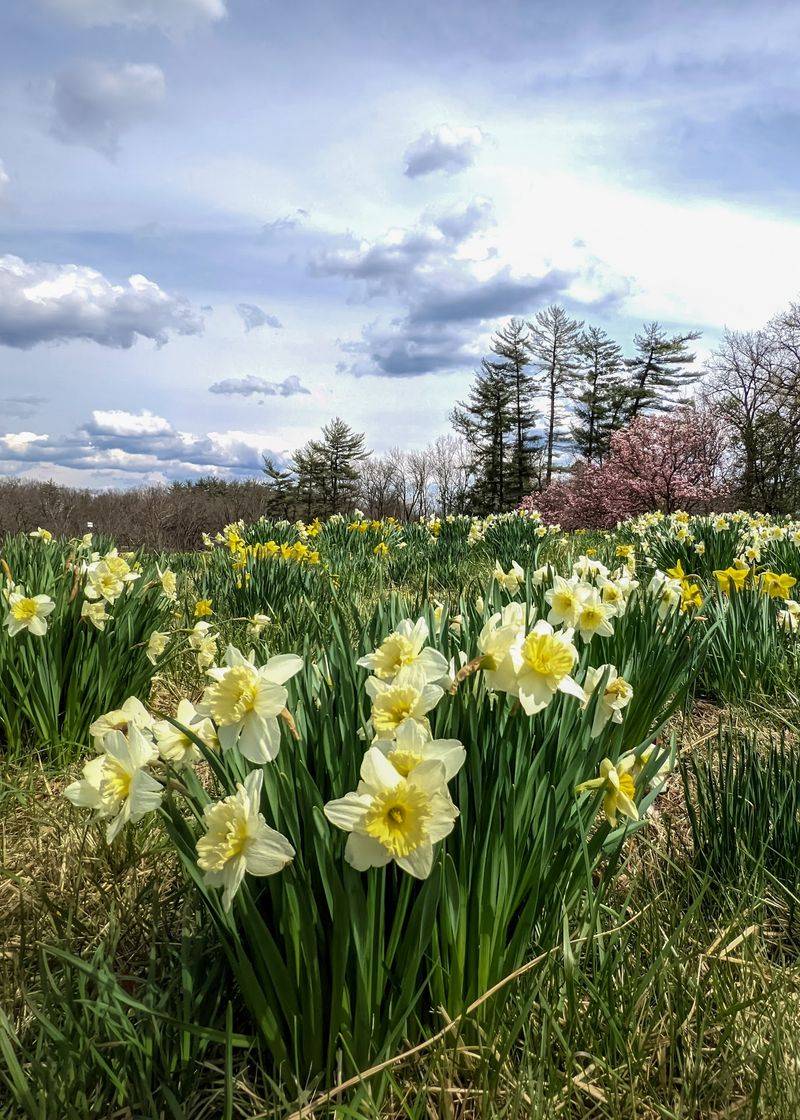 Spring Wildflower Season Is Basically a Natural Fireworks Show Spring Wildflower Season Is Basically a Natural Fireworks Show