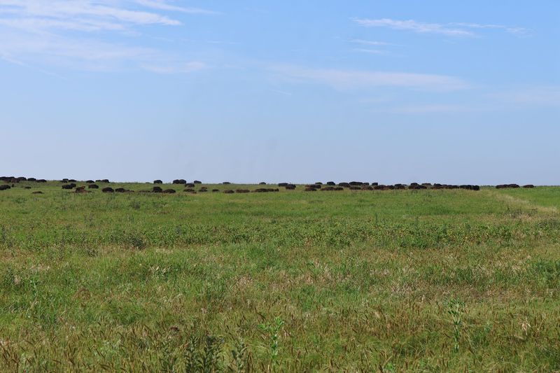 Spring on the Prairie Spring on the Prairie
