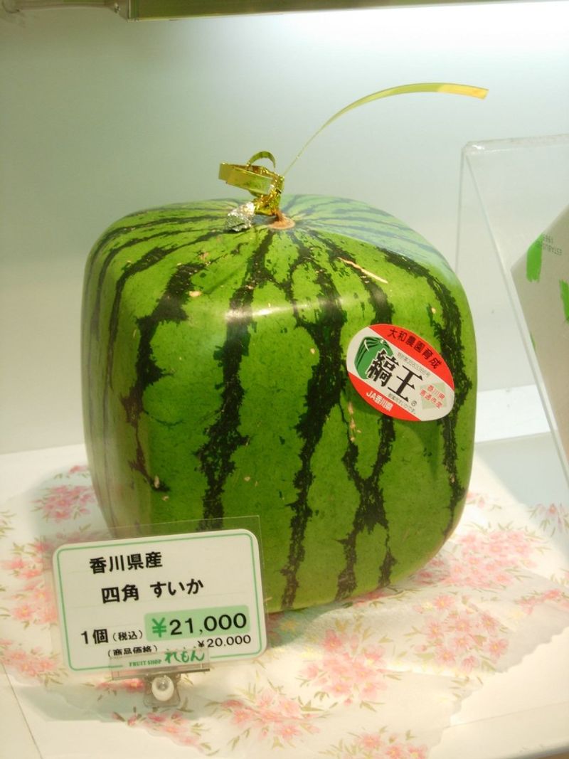 Square Watermelons Square Watermelons