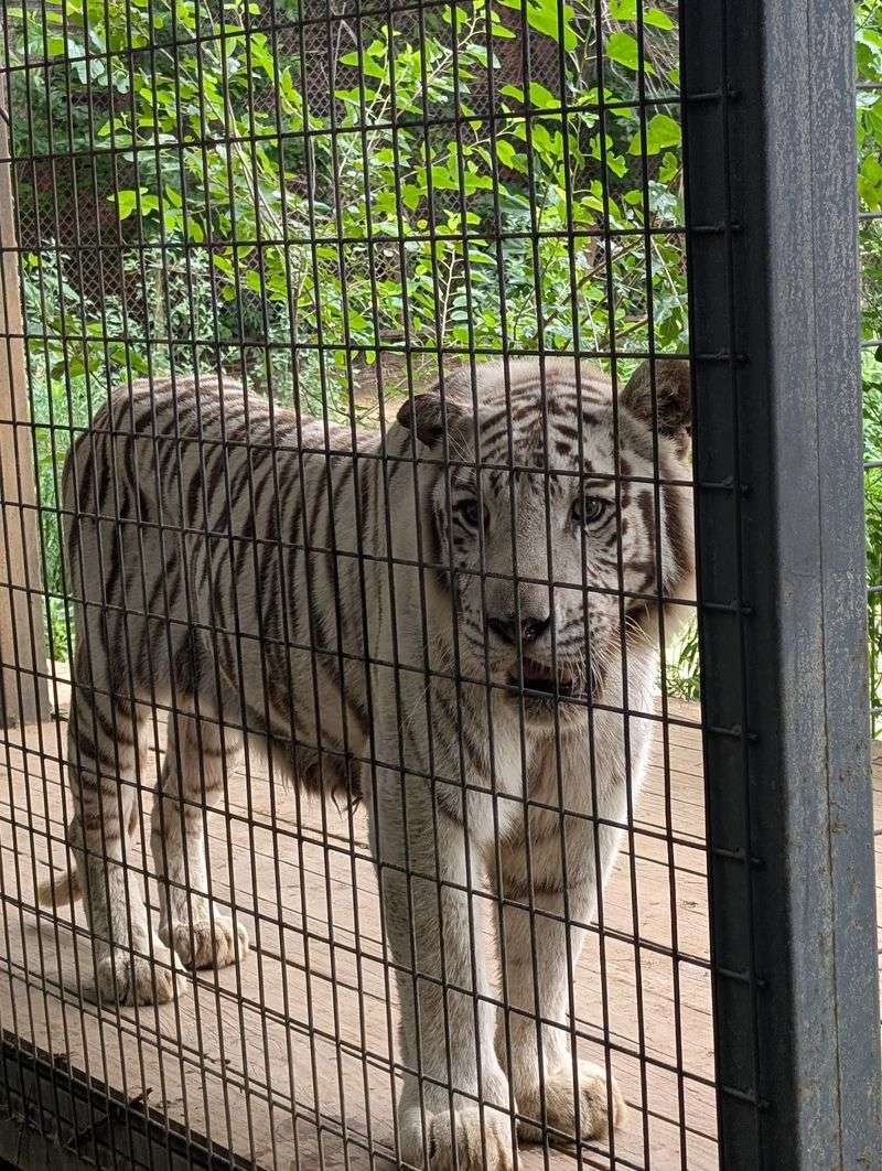 Standing Eye to Eye With a 600-Pound Tiger Standing Eye to Eye With a 600-Pound Tiger
