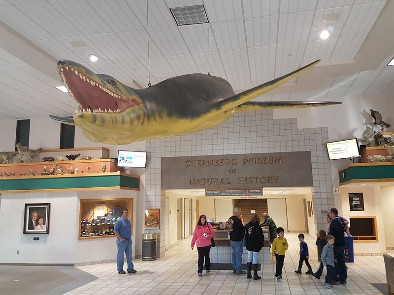 Sternberg Museum of Natural History, Hays, Kansas