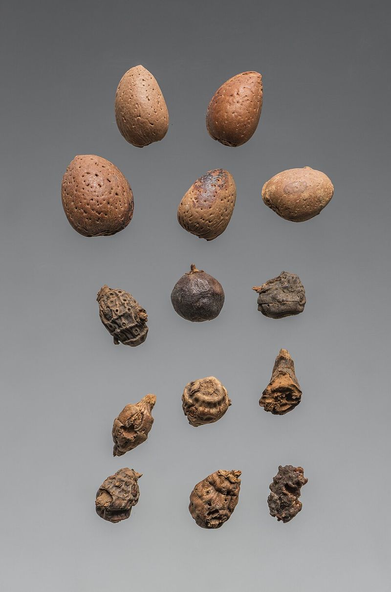Stone Fruit Kernels