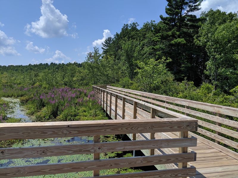 Stony Brook Wildlife Sanctuary, Norfolk