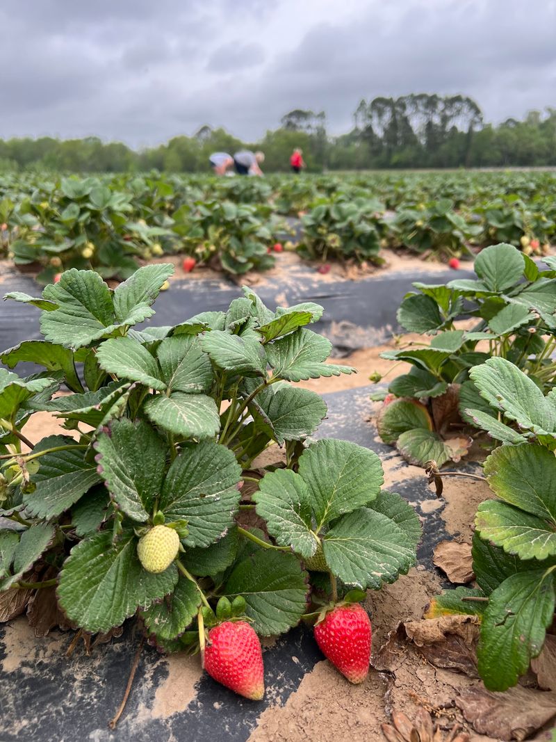 Strawberry Fields That Steal the Show