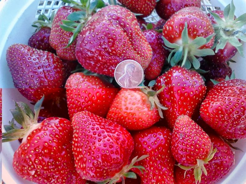 Strawberry Season and the Joy of U-Pick Berries Strawberry Season and the Joy of U-Pick Berries