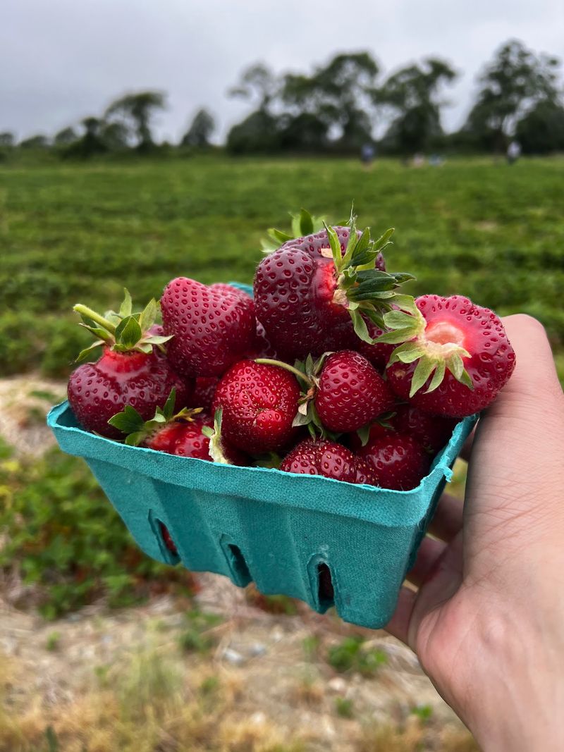 Strawberry Season at Its Best Strawberry Season at Its Best