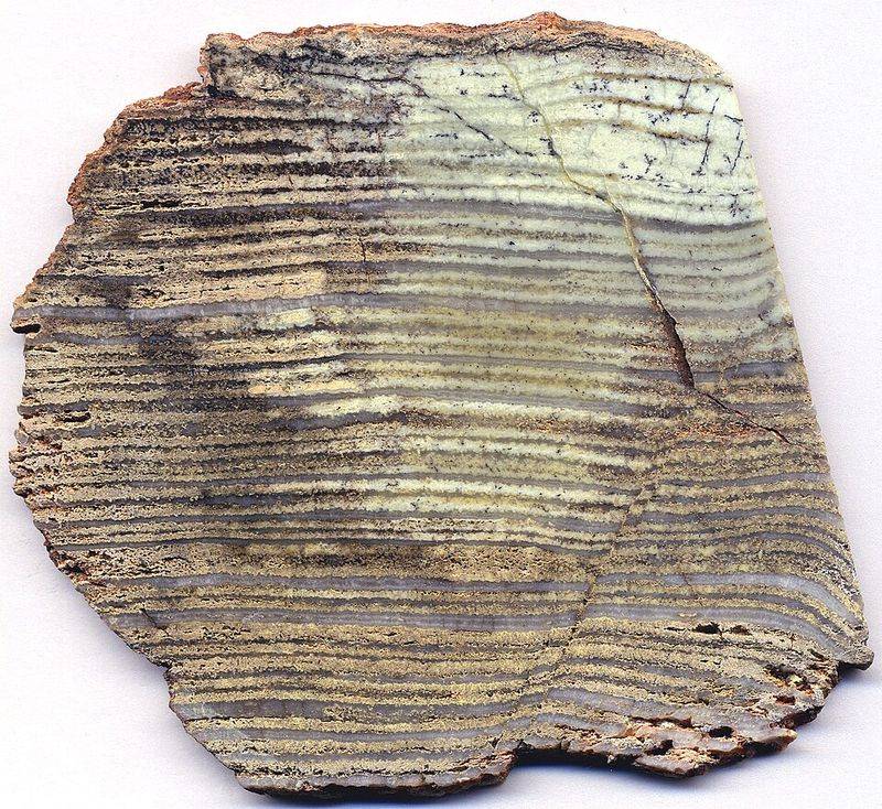 Strelley Pool Stromatolites: About 3.43 Billion Years Old Strelley Pool Stromatolites: About 3.43 Billion Years Old