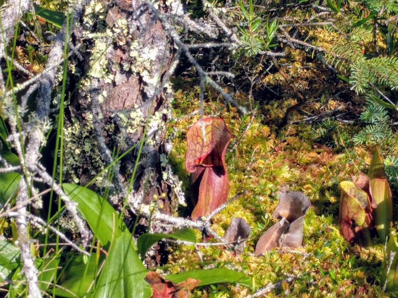 Sundews: The Tiny Carnivorous Plants Most Visitors Miss