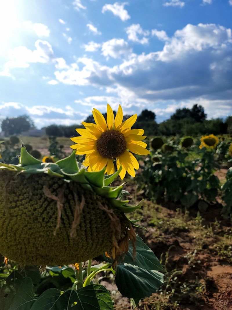 Sunflower Fields, Gem Mining, and Seasonal Extras