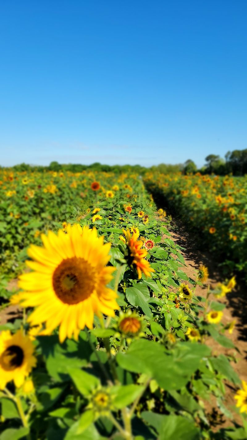 Sunflower and Flower Picking in Full Bloom