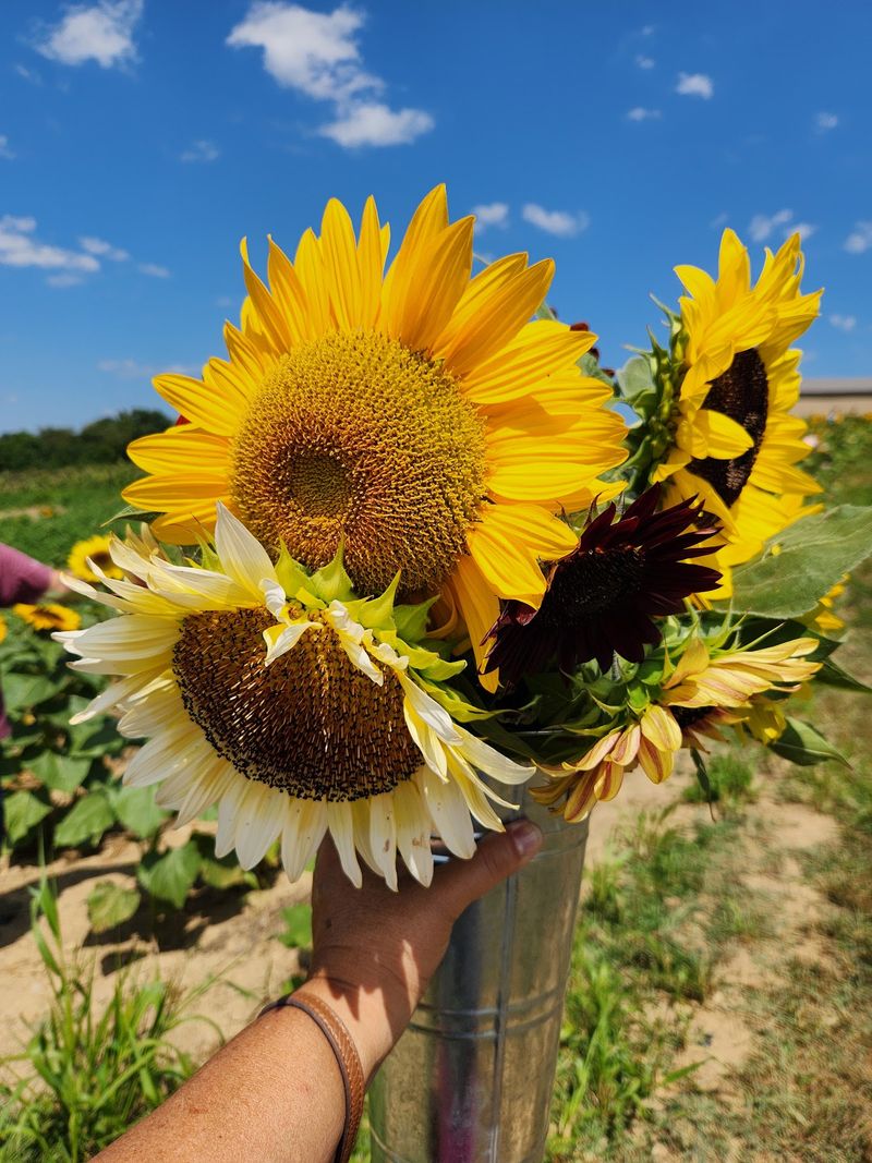 Sunflowers, Flowers, and the Joy of Cutting Your Own Bouquet Sunflowers, Flowers, and the Joy of Cutting Your Own Bouquet