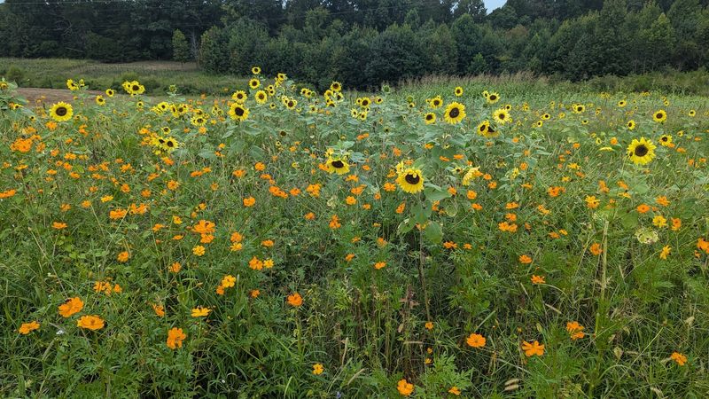Sunflowers In Every Shade