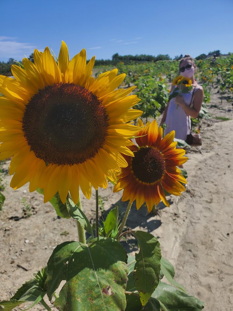 Sunflowers and Flowers Worth Stopping For Sunflowers and Flowers Worth Stopping For