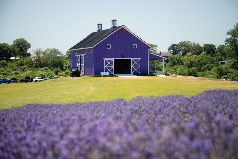 Sunset Ridge Lavender Farm, Enon